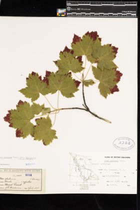 Image representing Acer glabrum var. douglasii.