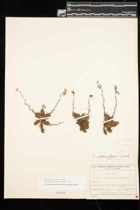 Image representing Saxifraga austromontana.