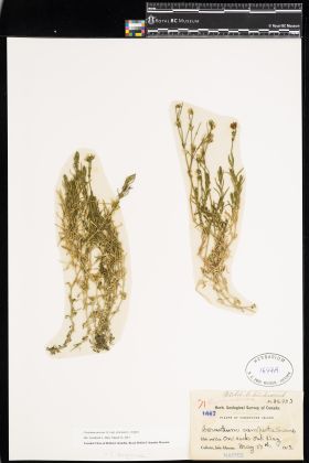 Image representing Cerastium arvense ssp. strictum.