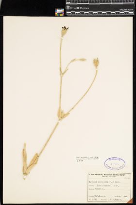 Image representing Lychnis coronaria.