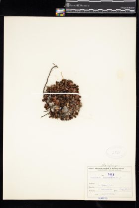 Image representing Saxifraga oppositifolia.