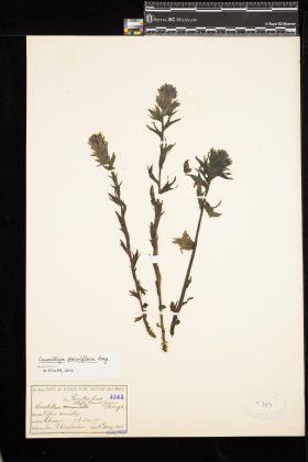 Image representing Castilleja parviflora.