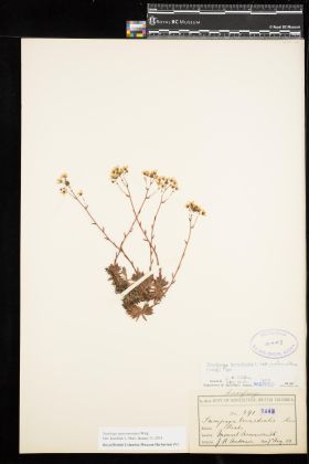 Image representing Saxifraga austromontana.