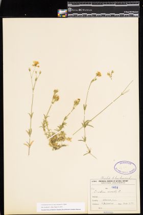 Image representing Cerastium arvense ssp. strictum.
