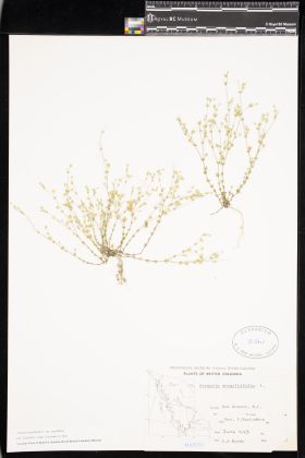 Image representing Arenaria serpyllifolia var. serpyllifolia.