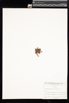 Image representing Saxifraga oppositifolia.