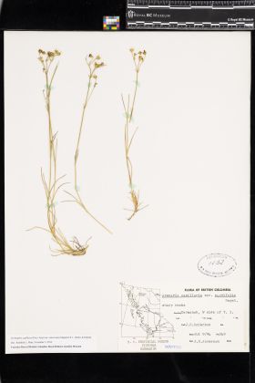 Image representing Eremogone capillaris var. americana.