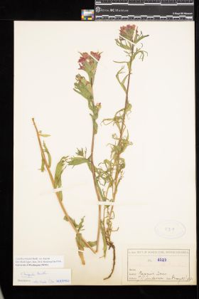 Image representing Castilleja hispida var. hispida.
