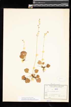 Image representing Pectiantia pentandra.