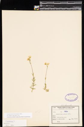 Image representing Cerastium arvense ssp. strictum.