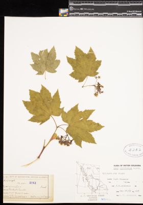 Image representing Acer circinatum.