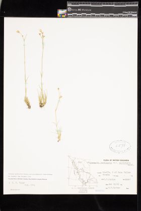 Image representing Eremogone capillaris var. americana.