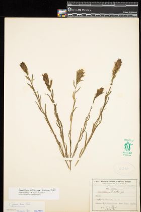 Image representing Castilleja angustifolia.