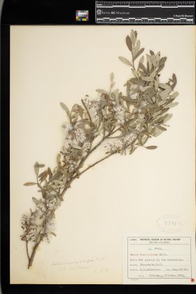 Image representing Salix brachycarpa.