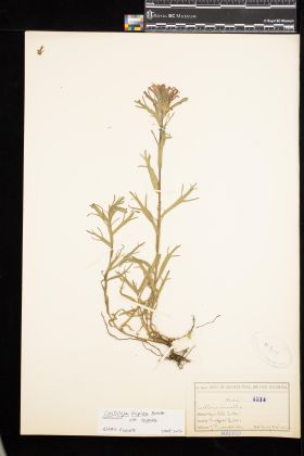 Image representing Castilleja hispida var. hispida.