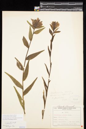 Image representing Castilleja miniata var. dixonii.