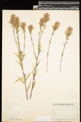Image representing Castilleja lutescens.