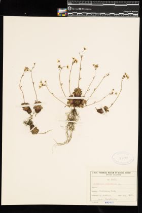 Image representing Saxifraga caespitosa.