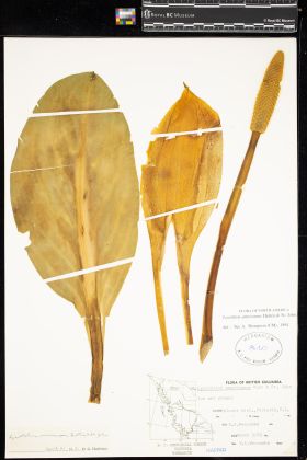 Image representing Lysichiton americanum.