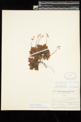 Image representing Saxifraga austromontana.