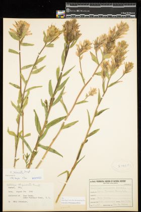 Image representing Castilleja miniata.