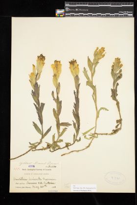 Image representing Castilleja levisecta.