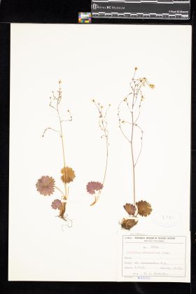 Image representing Saxifraga mertensiana.