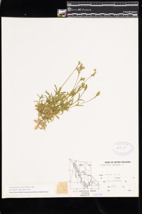 Image representing Cerastium arvense ssp. strictum.