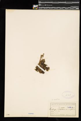 Image representing Saxifraga caespitosa.