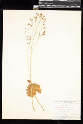 Image representing Saxifraga mertensiana.