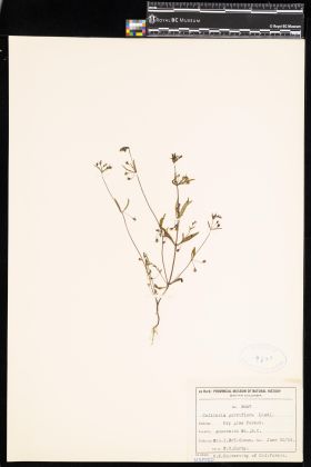 Image representing Collinsia parviflora.