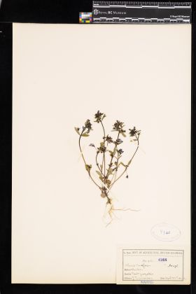 Image representing Collinsia parviflora.