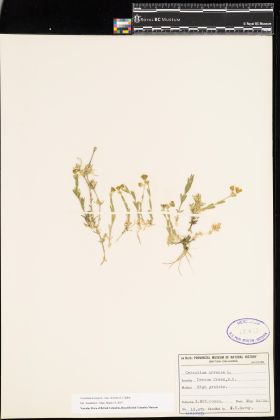 Image representing Cerastium arvense ssp. strictum.