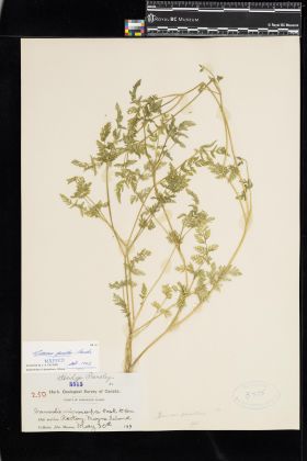 Image representing Daucus pusillus.