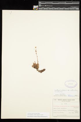 Image representing Saxifraga austromontana.