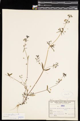 Image representing Collinsia parviflora.