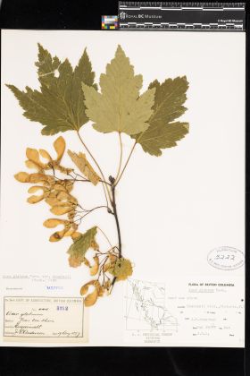 Image representing Acer glabrum var. douglasii.
