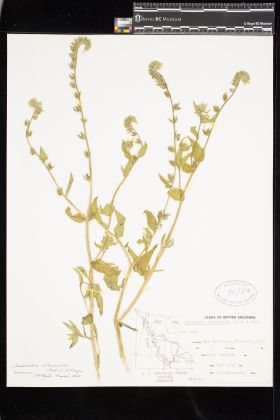 Image representing Amsinckia intermedia.