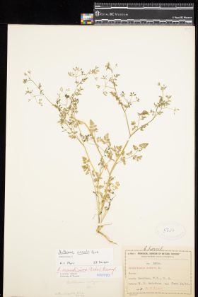 Image representing Anthriscus caucalis.