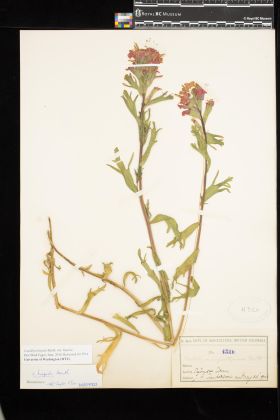 Image representing Castilleja hispida var. hispida.