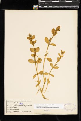 Image representing Honckenya peploides ssp. major.