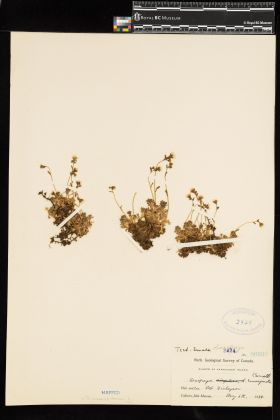 Image representing Saxifraga caespitosa.