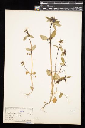 Image representing Collinsia grandiflora.