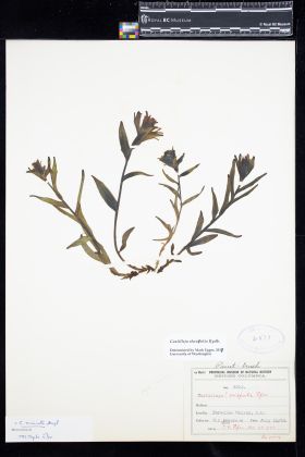 Image representing Castilleja rhexiifolia.