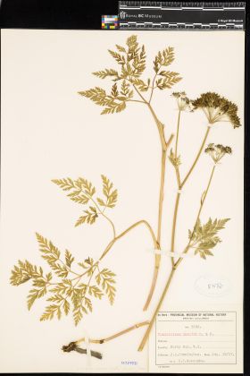 Image representing Conioselinum pacificum.