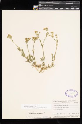 Image representing Cerastium arvense ssp. strictum.