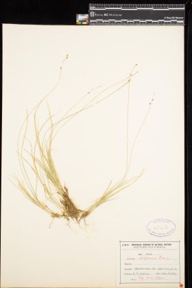 Image representing Carex disperma.