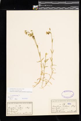 Image representing Cerastium arvense ssp. strictum.