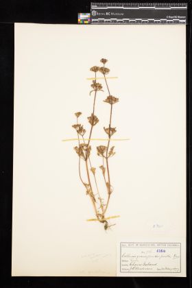 Image representing Collinsia grandiflora.