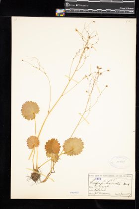 Image representing Saxifraga mertensiana.